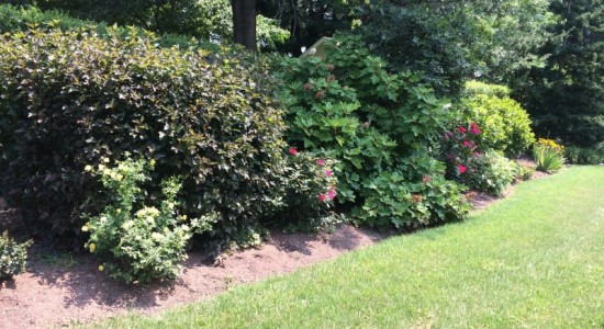 Shrubbery Bed Collegeville